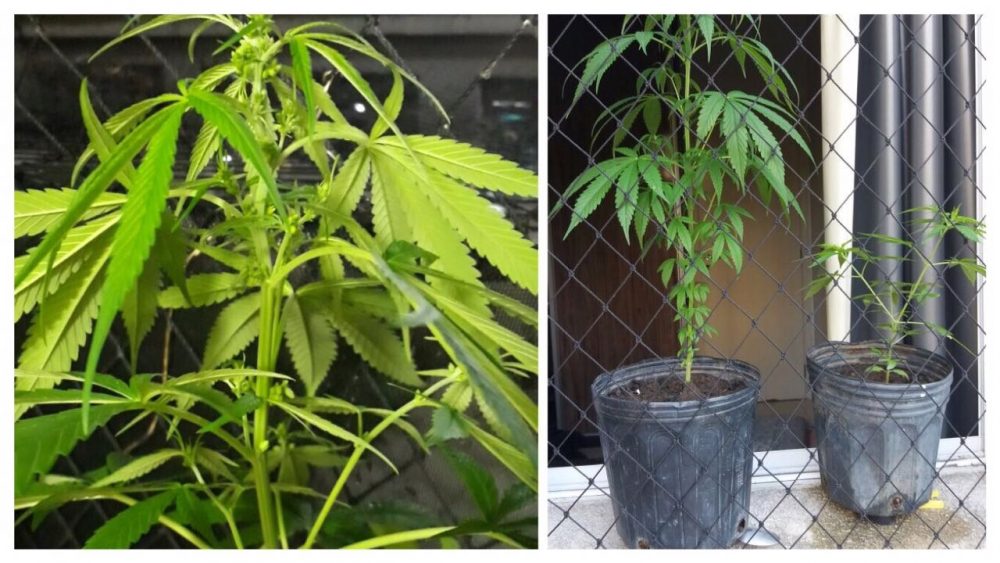 Horta de pé de maconha Horta de pé de maconha