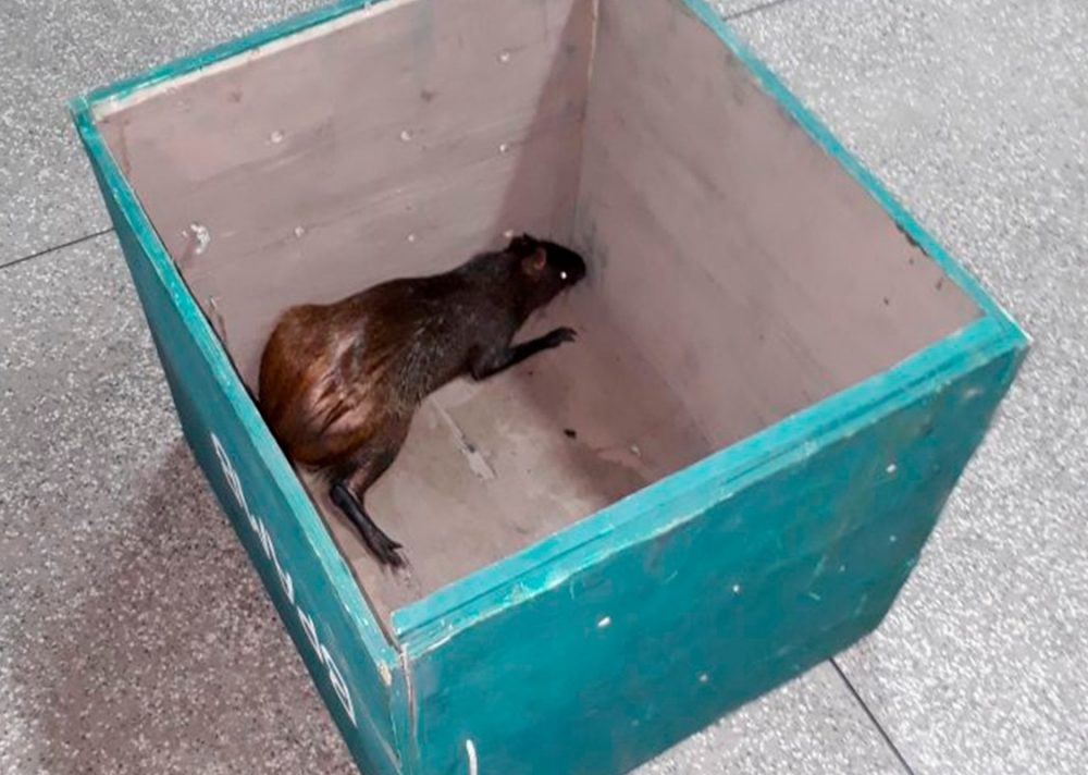Animal silvestre encontrado em residência no condomínio Alphaville Animal silvestre encontrado em residência no condomínio Alphaville