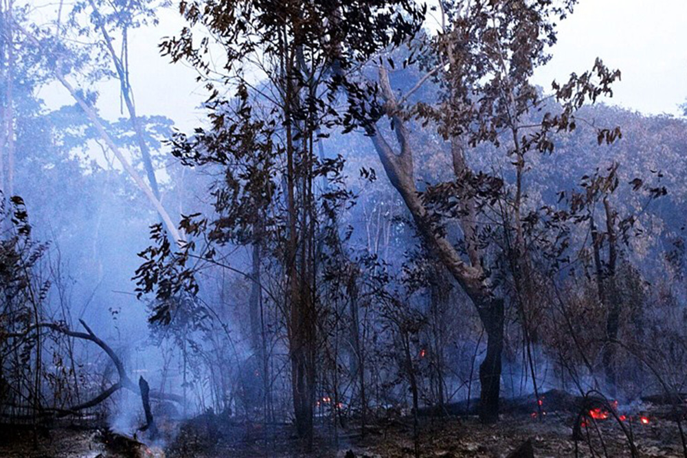 Aplicativo para denúncia de crimes ambientais na Amazônia Aplicativo para denúncia de crimes ambientais na Amazônia