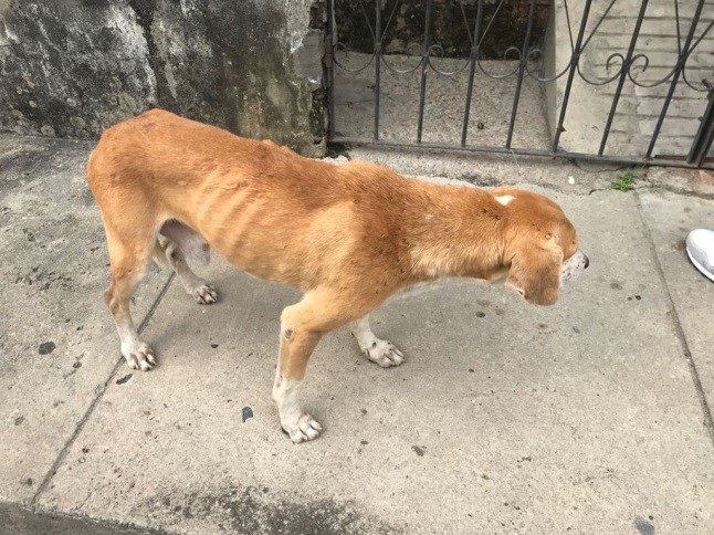 320 casos de maus-tratos a animais foram registrados em Manaus