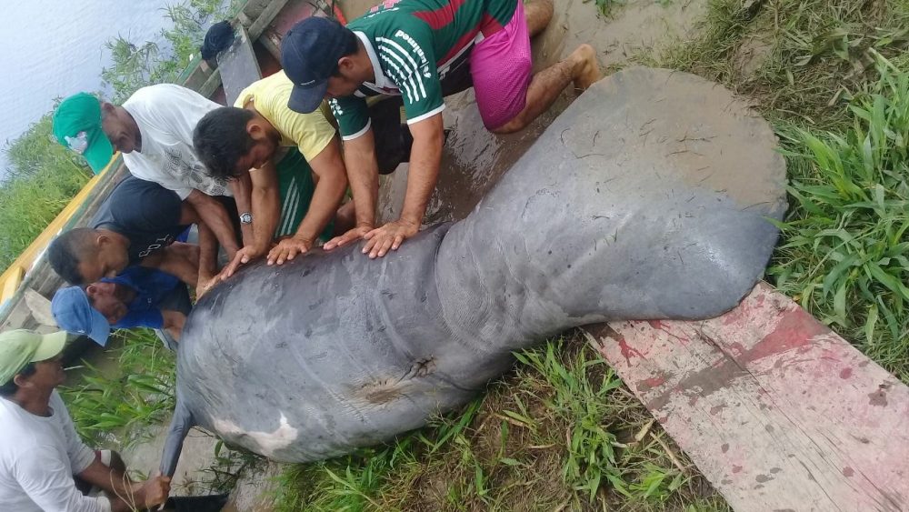 Peixe-boi é encontrado morto com corte no pescoço em lago ...