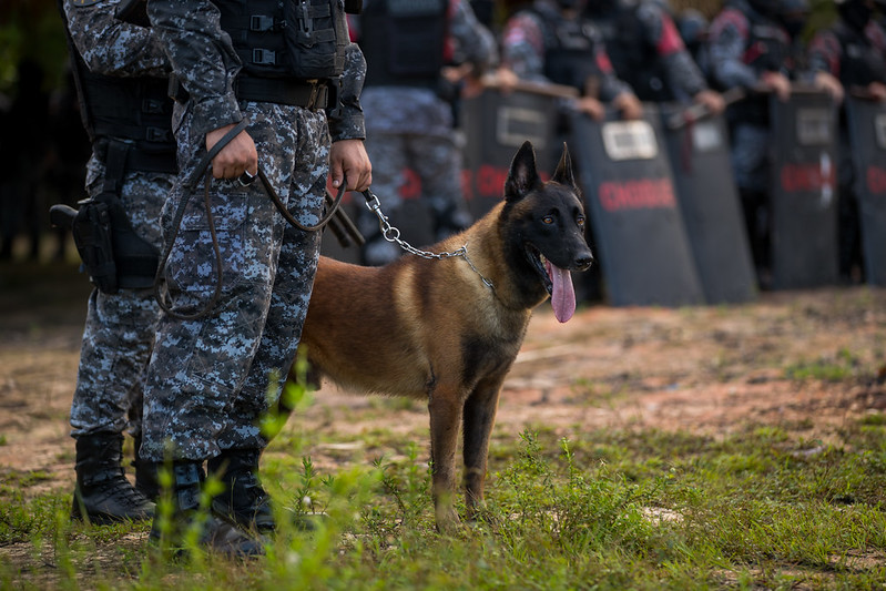 C&atilde;es policiais treinados auxiliam opera&ccedil;&otilde;es de seguran&ccedil;a no Amazonas