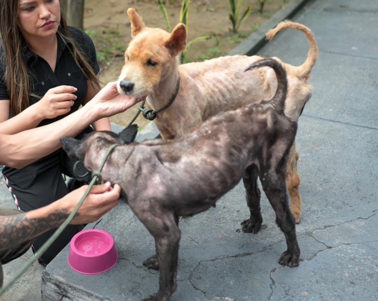 Casal de cães é resgatado em situação de desnutrição extrema no Japiim Casal de cães é resgatado em situação de desnutrição extrema no Japiim