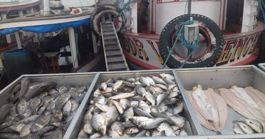 Pesquisa mostra que nortistas são os maiores consumidores de peixe no Brasil Pesquisa mostra que nortistas são os maiores consumidores de peixe no Brasil