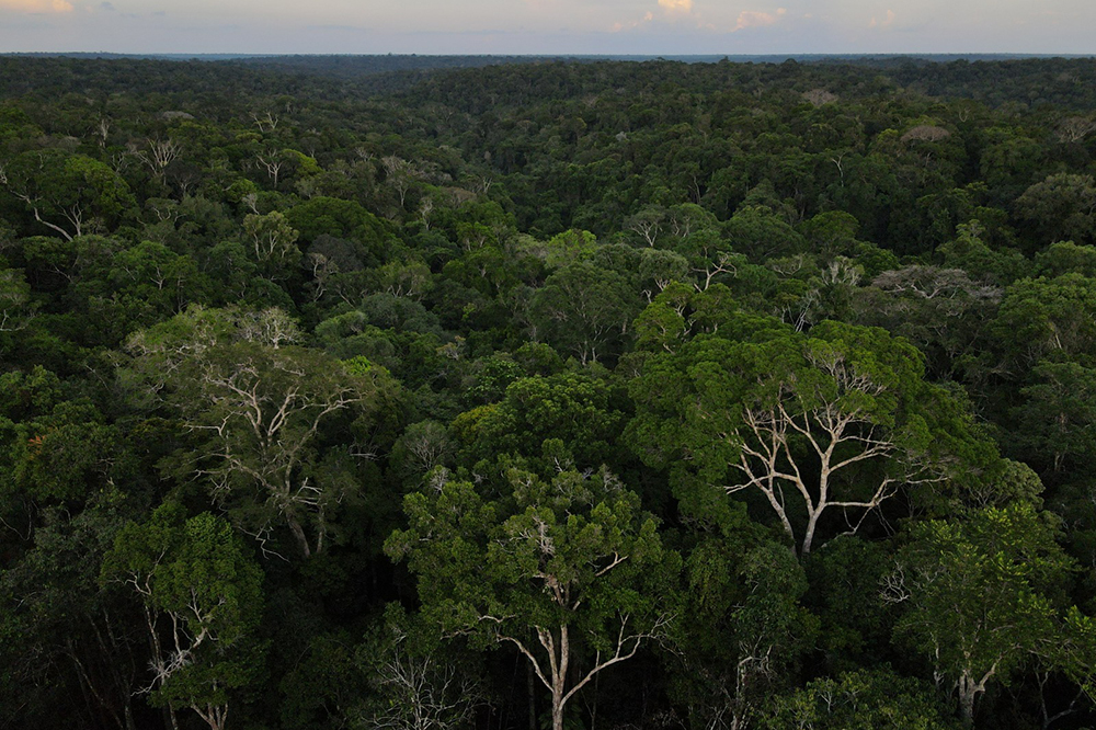 Brasil e Reino Unido anunciam aportes em projeto ambiental na Amaz&ocirc;nia