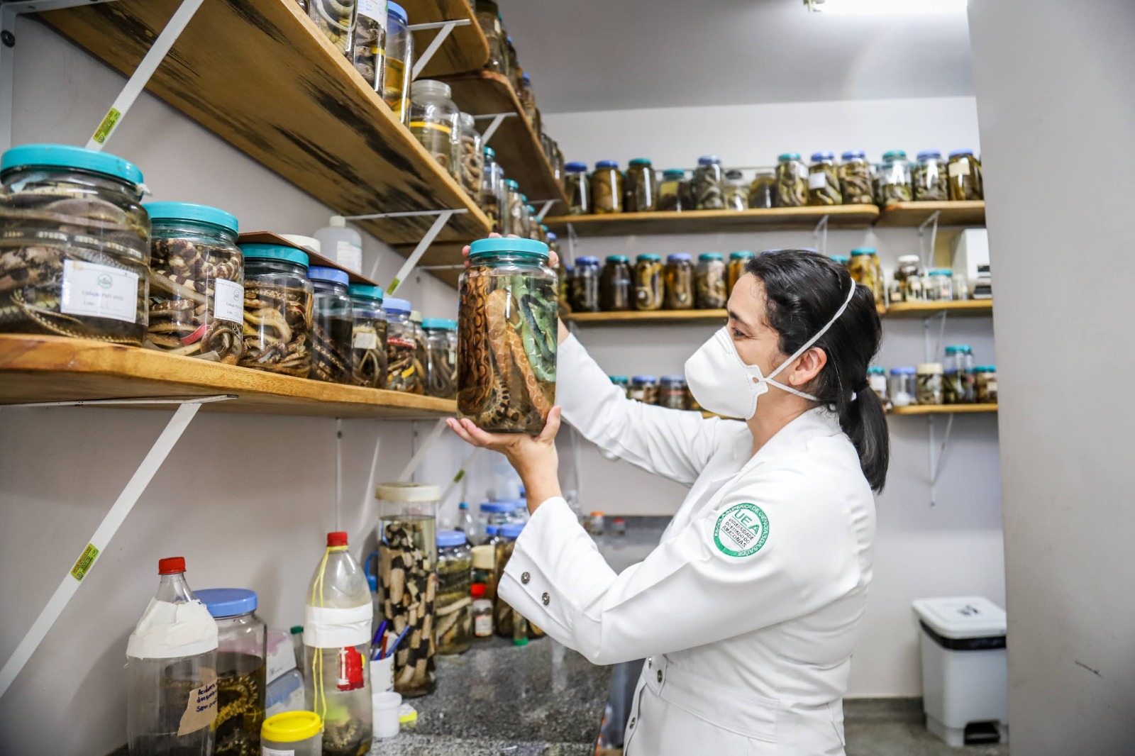 Estudo faz descobertas sobre pacientes envenenados por picada de cobra no Amazonas Estudo faz descobertas sobre pacientes envenenados por picada de cobra no Amazonas