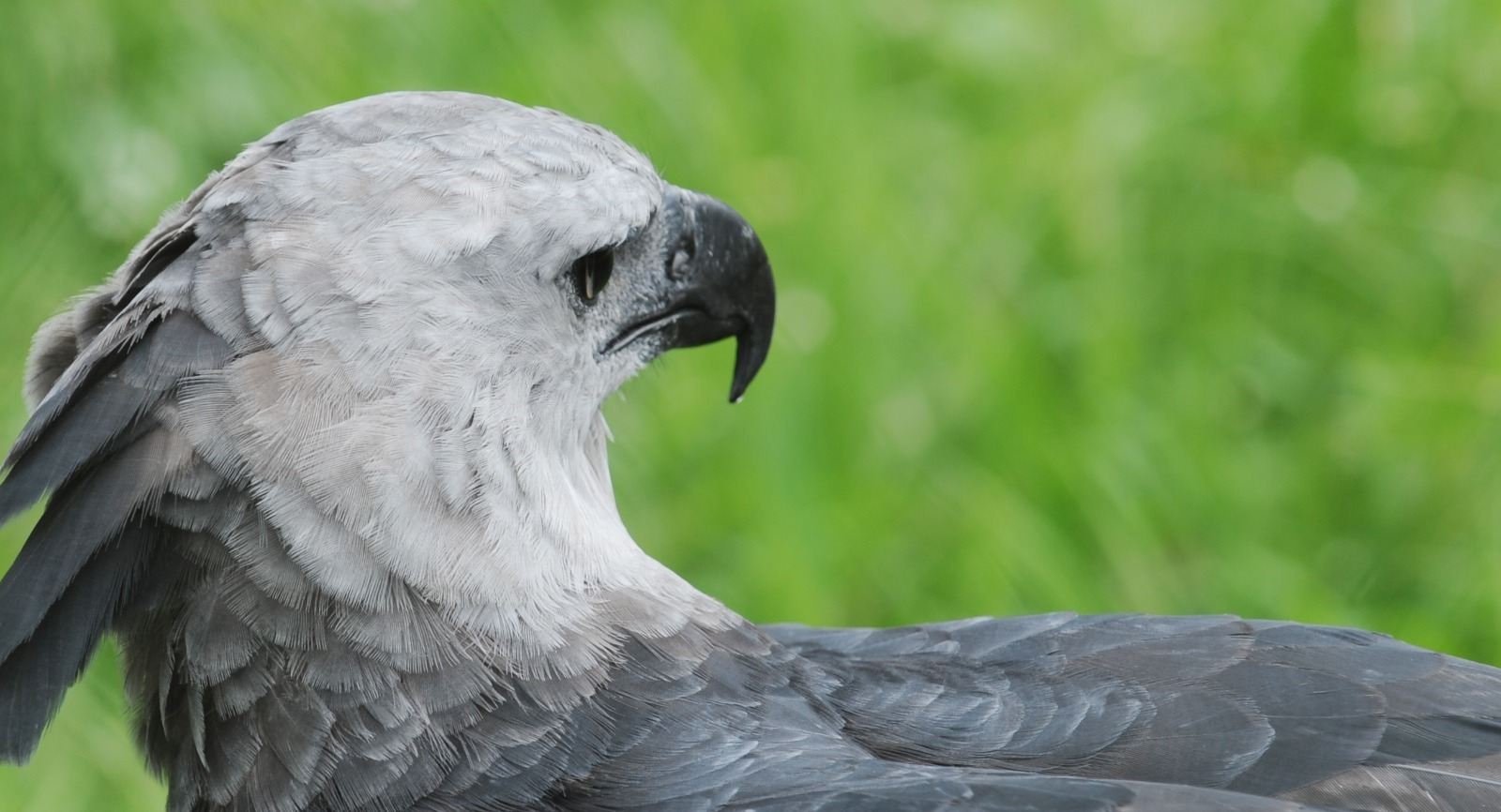Birdwatching: Observação de pássaros promove ecoturismo no Amazonas Birdwatching: Observação de pássaros promove ecoturismo no Amazonas