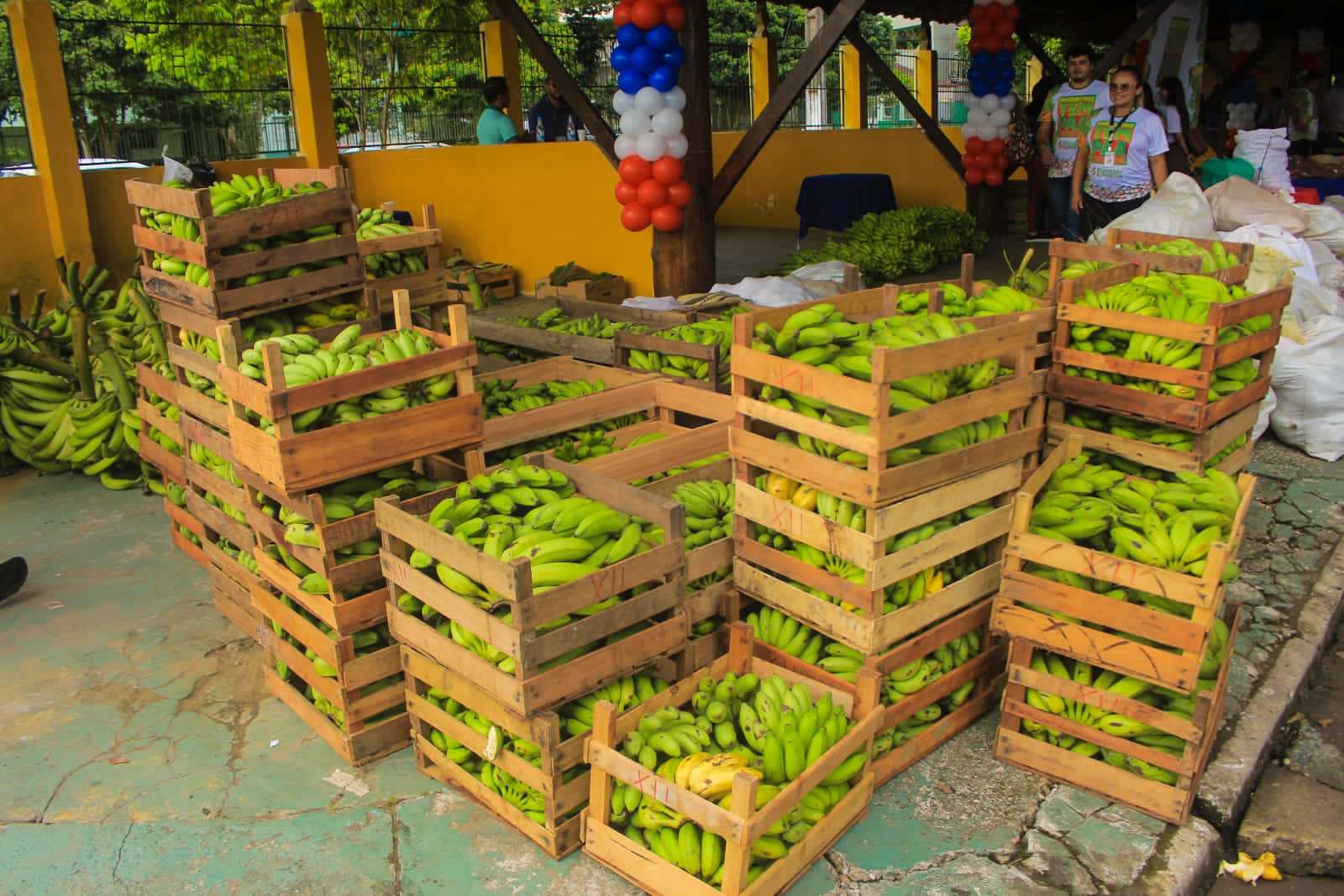 Parintins começa compra pública da agricultura familiar pelo PAA Municipal Parintins começa compra pública da agricultura familiar pelo PAA Municipal