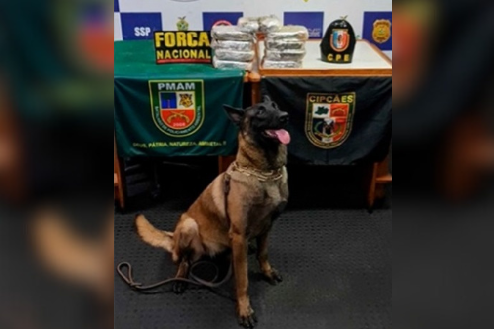 Polícia apreende cocaína avaliada em R$476 mil em Coari Polícia apreende cocaína avaliada em R$476 mil em Coari