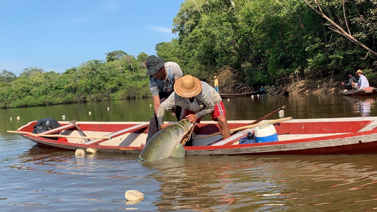 Programas combinam desenvolvimento sustentável e econômico à pesca legalizada no Amazonas Programas combinam desenvolvimento sustentável e econômico à pesca legalizada no Amazonas