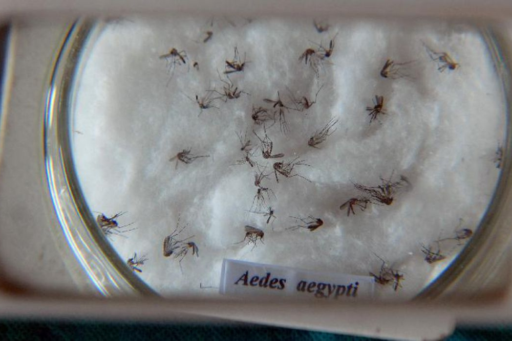 Casos de dengue no Brasil aumentam 17,5% em 2023 