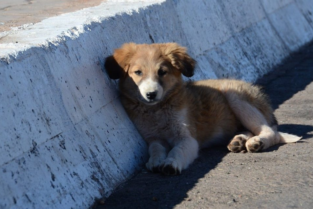 PL prevê multa de 5 mil a quem comercializar animais de forma irregular no Amazonas PL prevê multa de 5 mil a quem comercializar animais de forma irregular no Amazonas