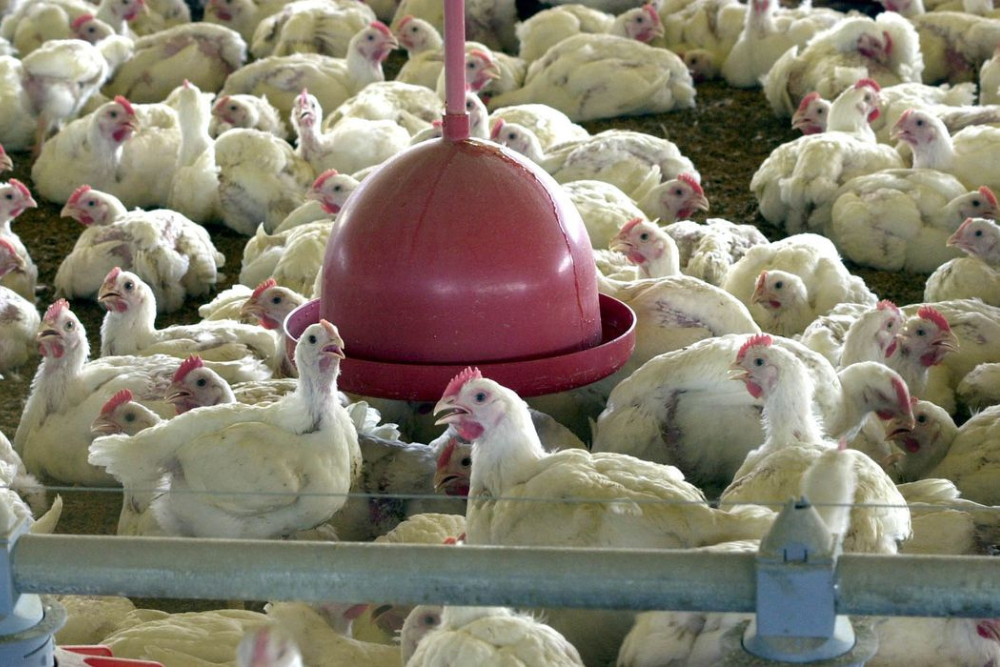 Brasil tem primeiro caso de influenza aviária em aves domésticas Brasil tem primeiro caso de influenza aviária em aves domésticas