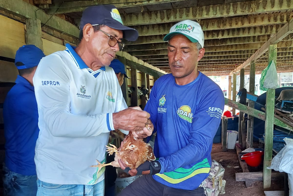 Governo do Amazonas promove vacinação de aves em Envira Governo do Amazonas promove vacinação de aves em Envira