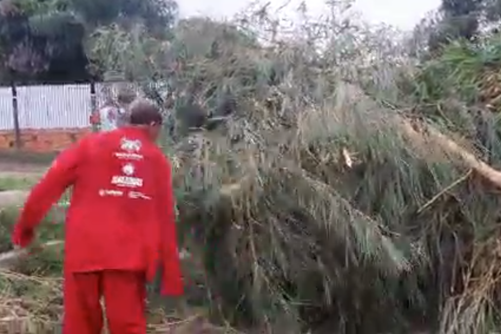 Garantido é denunciado por derrubar bambuzal em área particular Garantido é denunciado por derrubar bambuzal em área particular