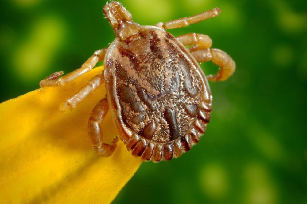 Saiba como evitar contato com o carrapato que causa a febre maculosa
