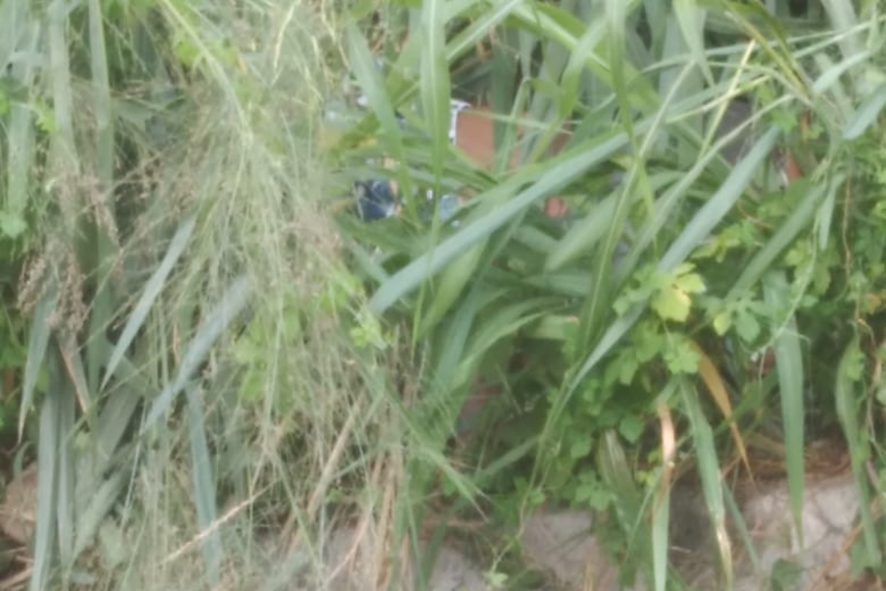 Corpo com marcas de tortura &eacute; encontrado em &aacute;rea de mata no Flores