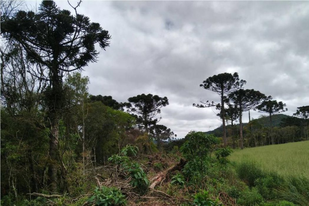 Ações ambientais ajudam na recuperação de 254 hectares de florestas Ações ambientais ajudam na recuperação de 254 hectares de florestas