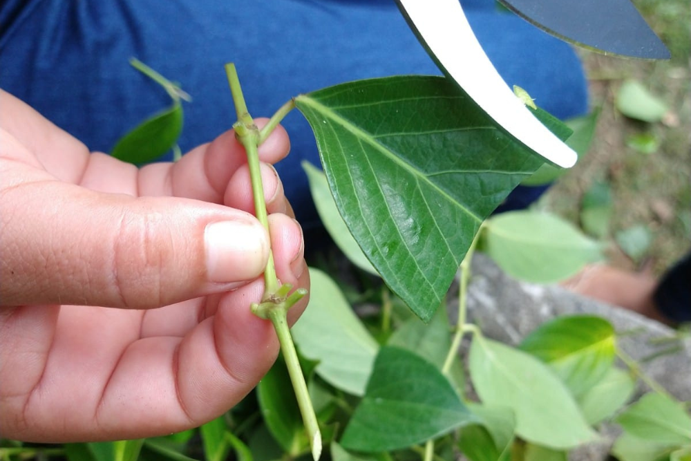 Elixir-paregórico tem potencial para uso na indústria agroecológica, farmacêutica e de cosméticos Elixir-paregórico tem potencial para uso na indústria agroecológica, farmacêutica e de cosméticos