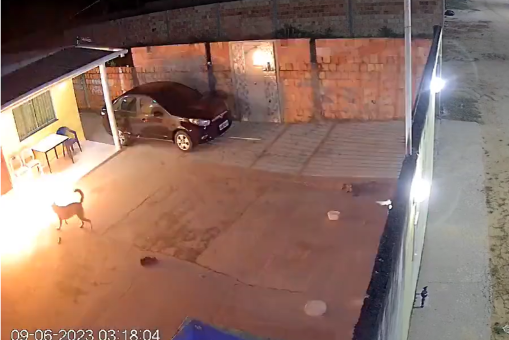 Cachorro fica ferido ap&oacute;s criminosos jogarem granada em casa no Nova Cidade; veja o v&iacute;deo