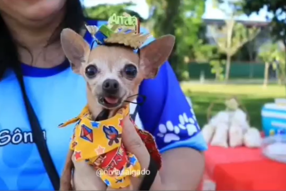 Arraial 'Pinscher na Roça' vai reunir tutores e cães da raça no Parque dos Bilhares Arraial 'Pinscher na Roça' vai reunir tutores e cães da raça no Parque dos Bilhares