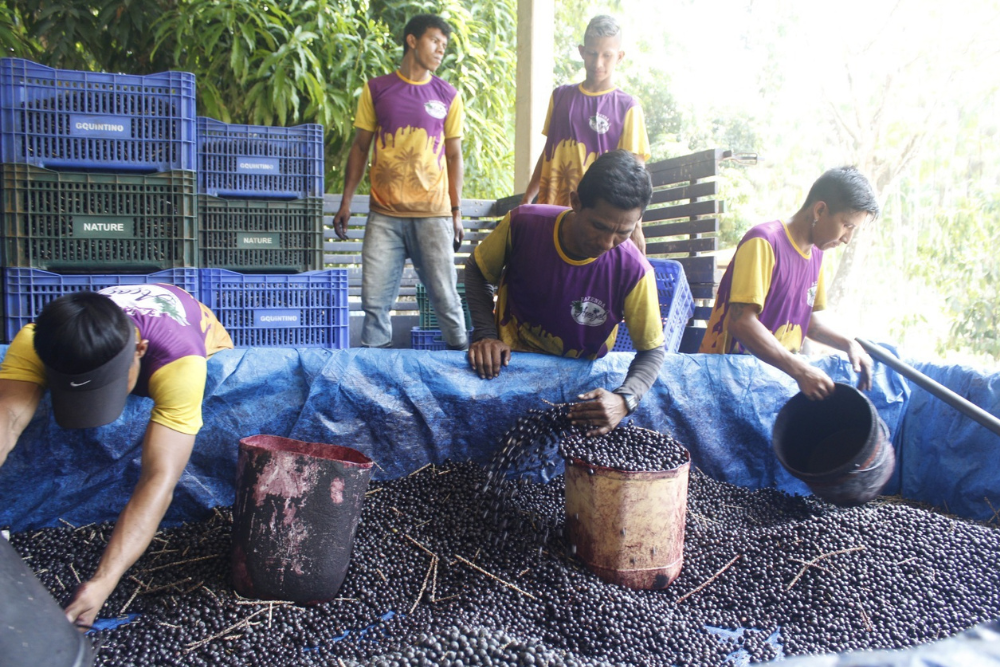 Programa fomenta a cadeia produtiva do açaí em Codajás Programa fomenta a cadeia produtiva do açaí em Codajás
