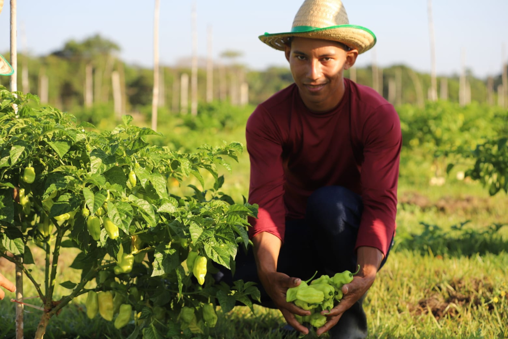 Programa Agro Amazonas investe na agricultura familiar do estado Programa Agro Amazonas investe na agricultura familiar do estado