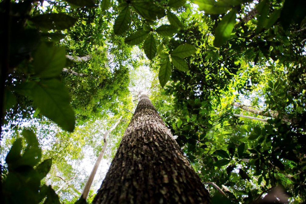Inscri&ccedil;&otilde;es para doutorado em Ecologia do Inpa seguem at&eacute; mar&ccedil;o