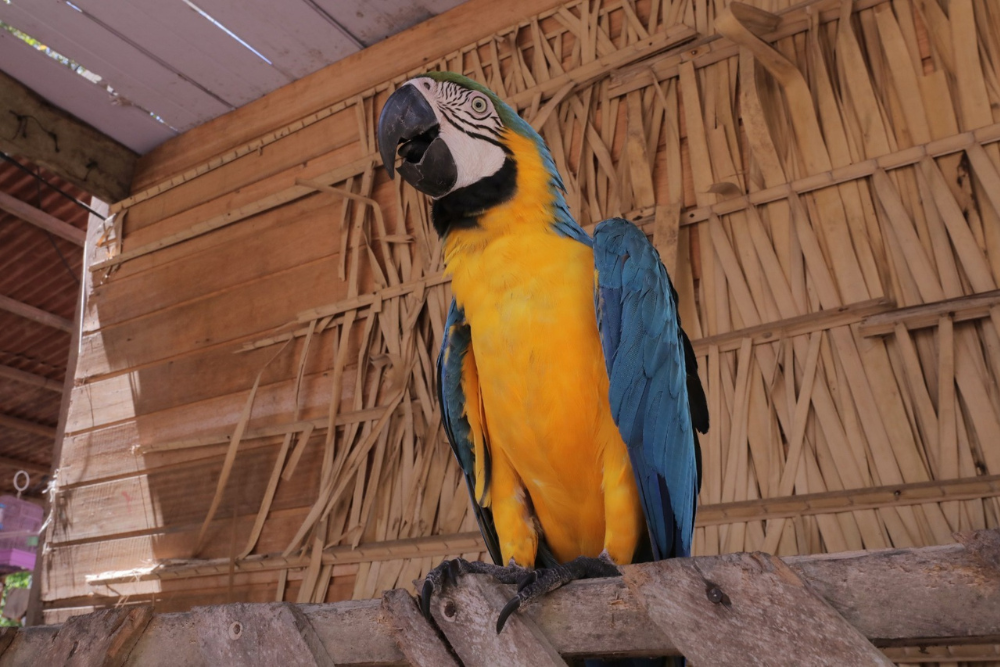 Amazonastur ressalta importância de proteção aos animais no turismo Amazonastur ressalta importância de proteção aos animais no turismo