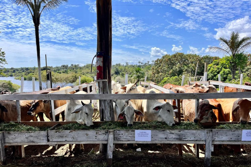 Sepror realiza insemina&ccedil;&atilde;o artificial em bovinos de Barreirinha
