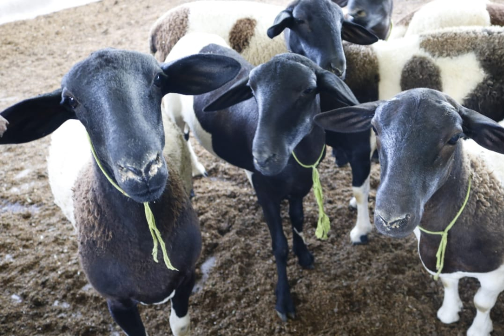Projeto de lei quer incentivar a criação de cabras e ovelhas no AM Projeto de lei quer incentivar a criação de cabras e ovelhas no AM