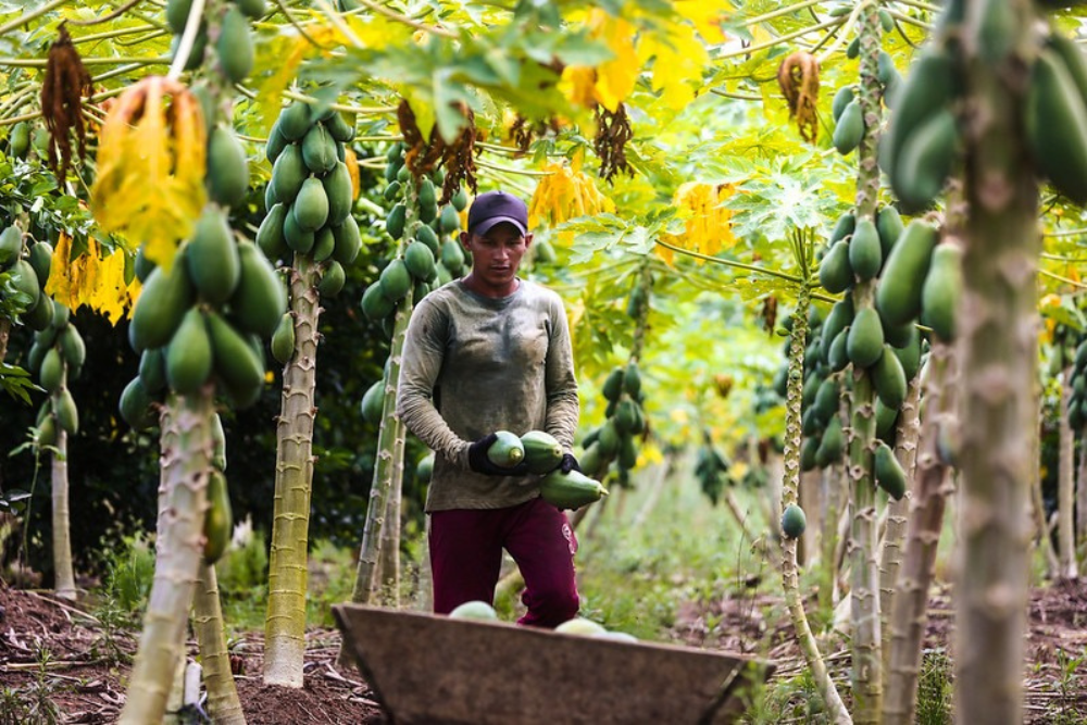 ADS beneficia 40 agricultores familiares da cooperativa de Manacapuru
