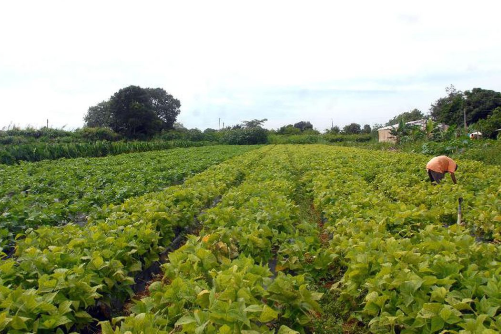Área reservada à agropecuária no pais cresceu 50% em 37 anos Área reservada à agropecuária no pais cresceu 50% em 37 anos