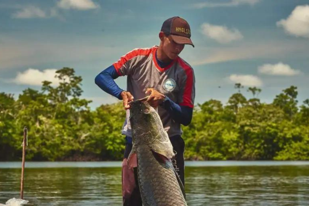 Piraruclub gera faturamento de quase R$ 100 mil com venda do pescado de manejo sustentável em Manaus Piraruclub gera faturamento de quase R$ 100 mil com venda do pescado de manejo sustentável em Manaus