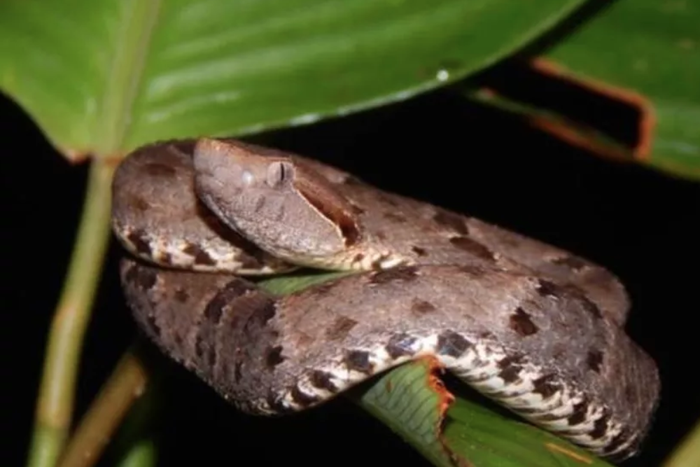 Pesquisa ajuda a identificar e tratar ataques de jararacas com mais rapidez no AM Pesquisa ajuda a identificar e tratar ataques de jararacas com mais rapidez no AM