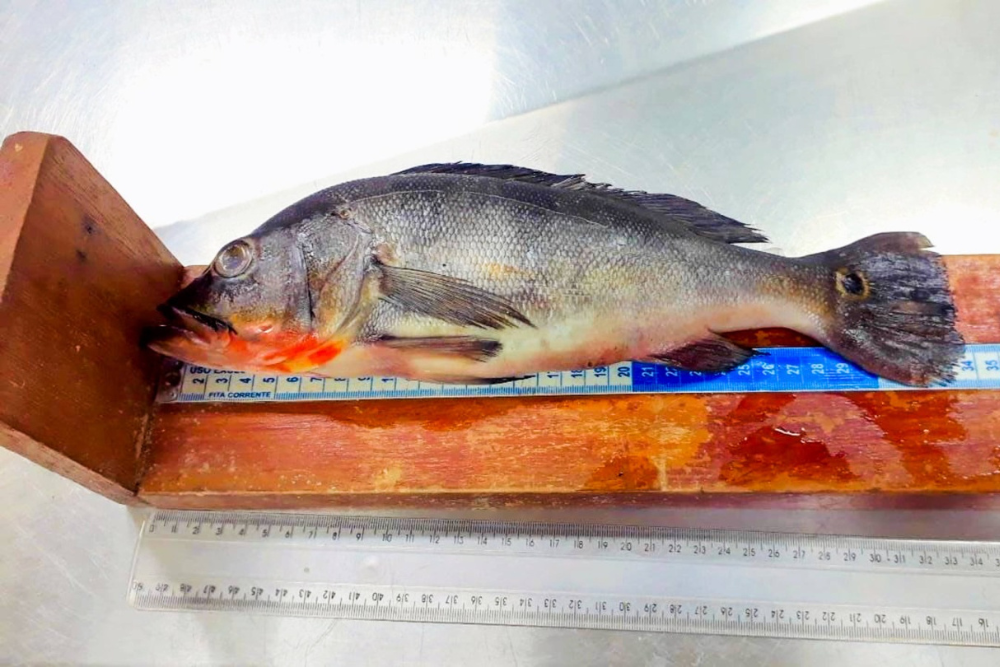 Pesquisa encontra pl&aacute;stico em seis esp&eacute;cies de peixes no Amazonas