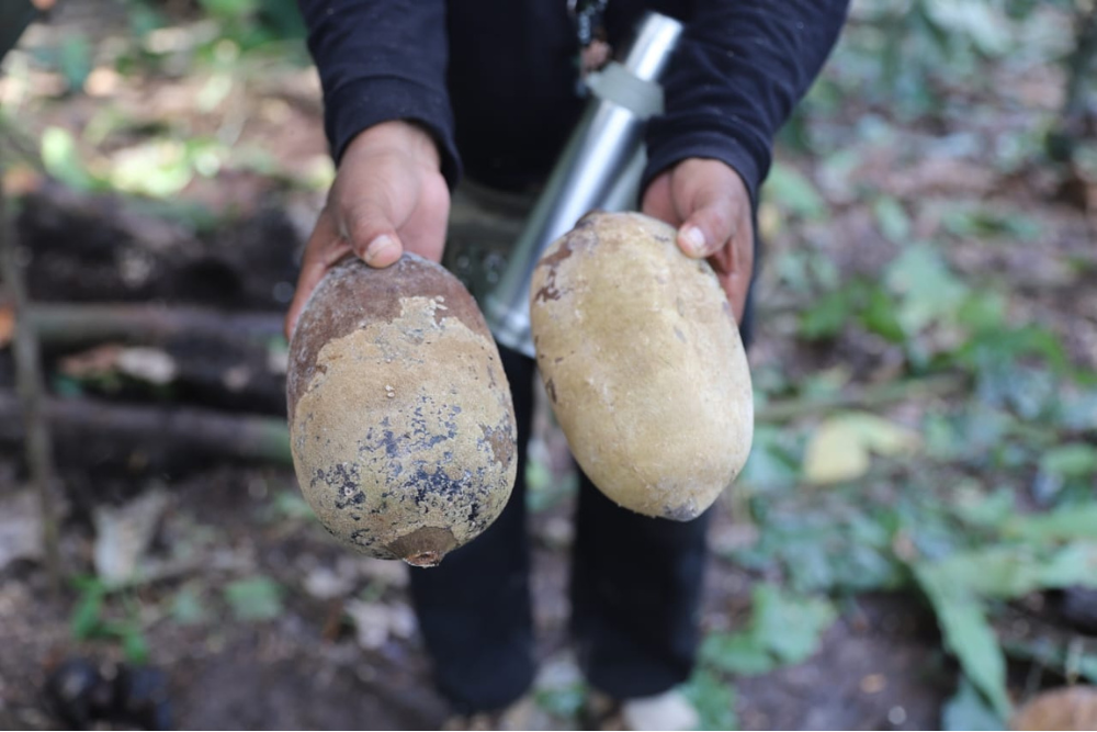 Amazonas e Pará unem forças contra a praga que ataca cacau e cupuaçu Amazonas e Pará unem forças contra a praga que ataca cacau e cupuaçu