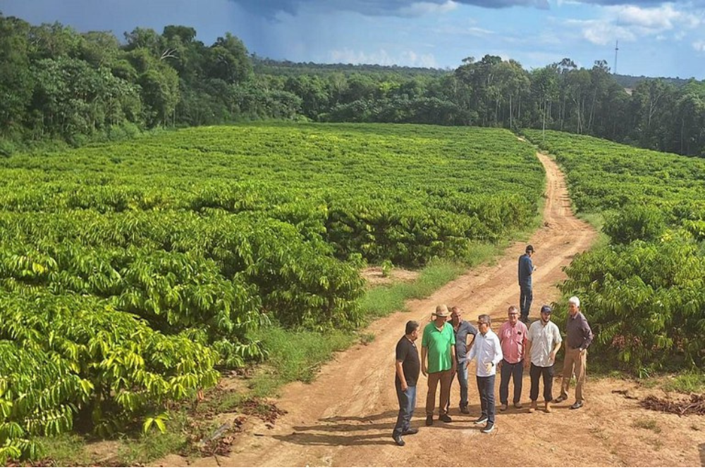 Distrito Agropecuário da Suframa tem fazenda modelo para implantação da agroindústria Distrito Agropecuário da Suframa tem fazenda modelo para implantação da agroindústria