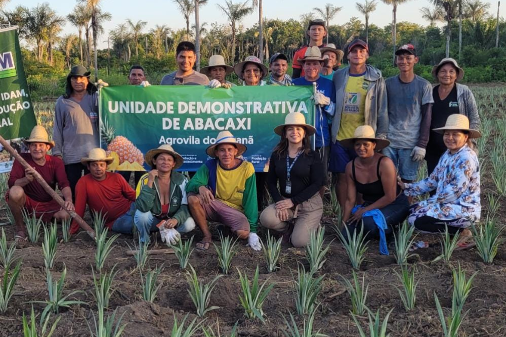 Cultura do abacaxi em Barreirinha é fomentada com implantação de Unidade Demonstrativa Cultura do abacaxi em Barreirinha é fomentada com implantação de Unidade Demonstrativa