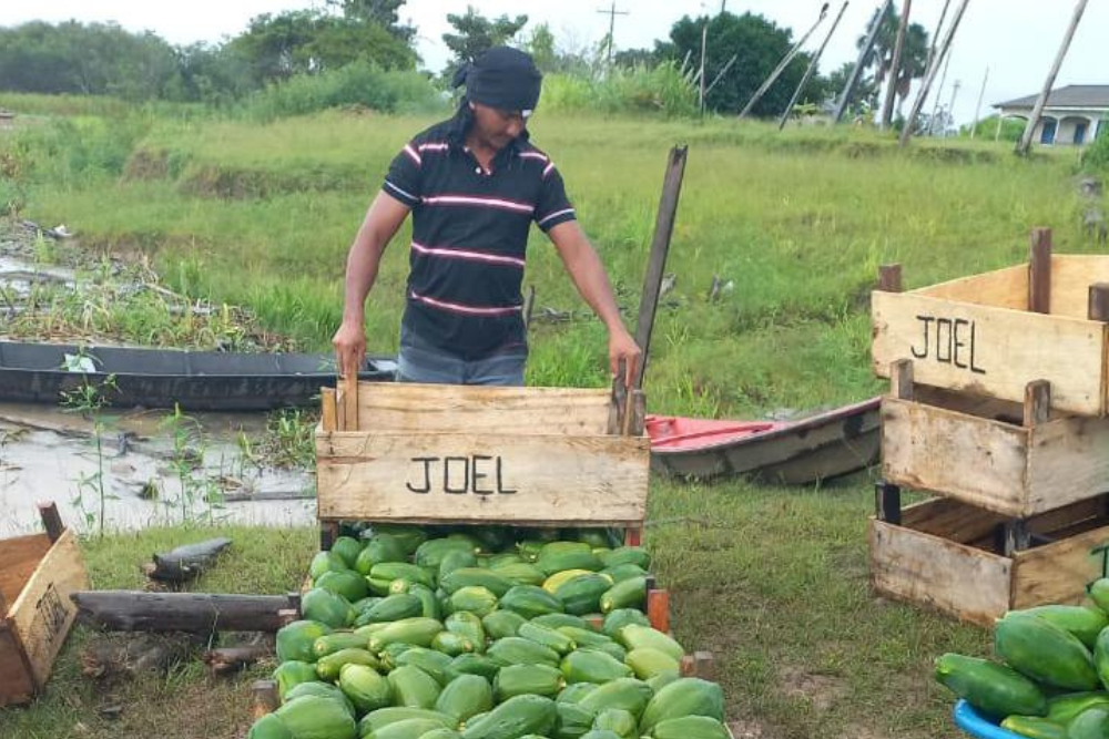 Balcão de Agronegócios do Amazonas escoa mais de 500 toneladas de produtos regionais Balcão de Agronegócios do Amazonas escoa mais de 500 toneladas de produtos regionais