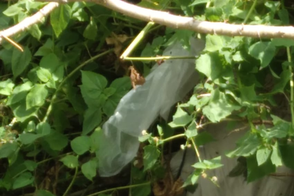 Corpo dentro de saco é encontrado em galhos de árvore na Aparecida Corpo dentro de saco é encontrado em galhos de árvore na Aparecida