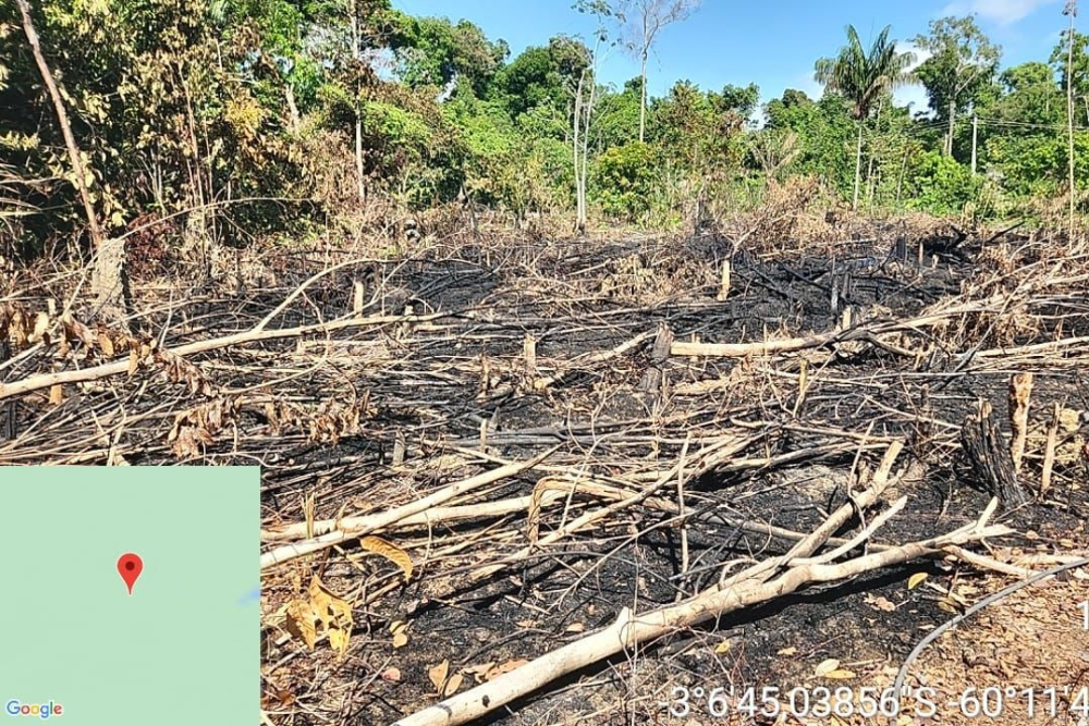Opera&ccedil;&atilde;o Curupira identifica &aacute;reas desmatadas na margem direita do Rio Negro