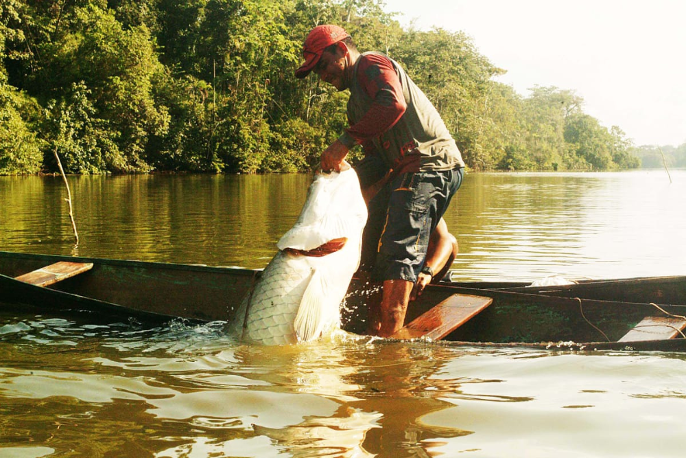 Governo do Amazonas abre edital para habilitar manejadores de pirarucu